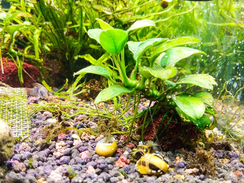 anubias