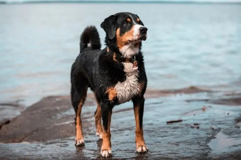 appenzeller mountain dog_Shutterstock_Len Kurtze