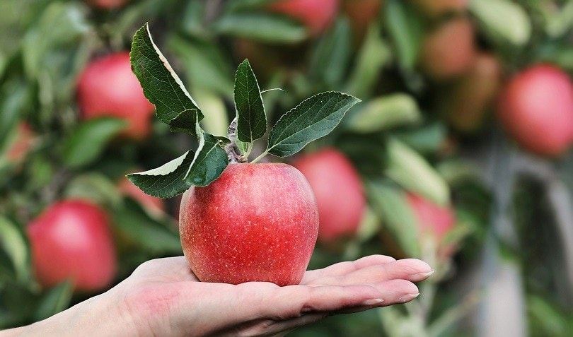 apple-pixabay