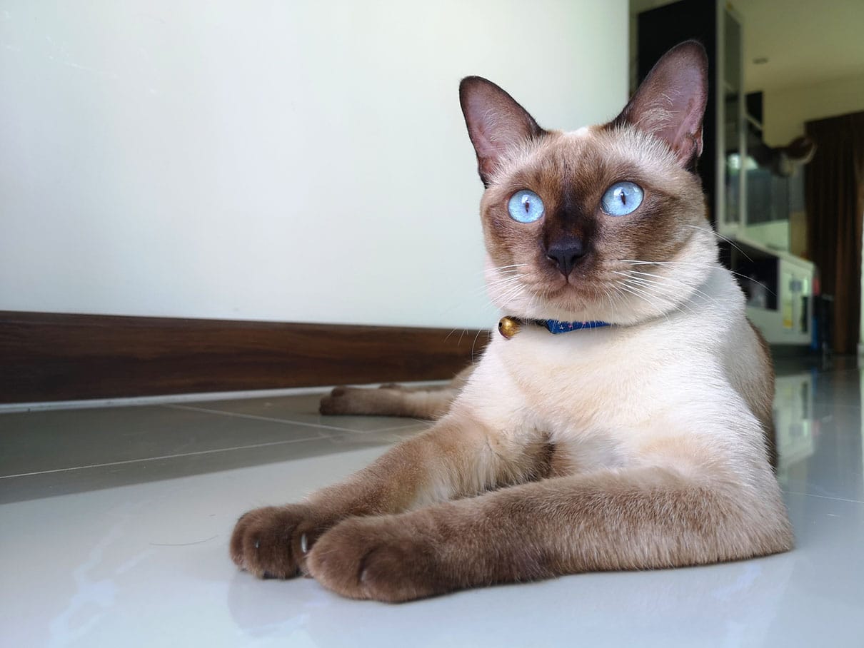 applehead siamese cat