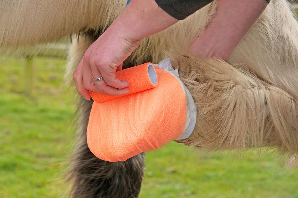 applying bandage to hoof