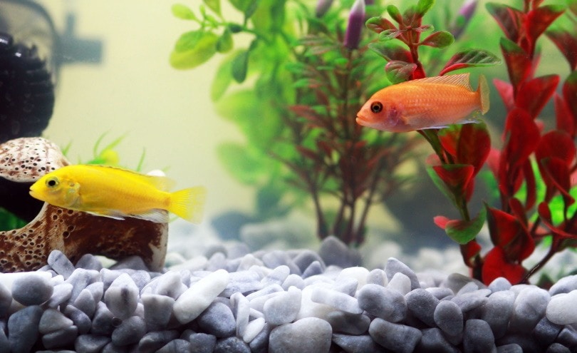 aquarium set up_Piqsels