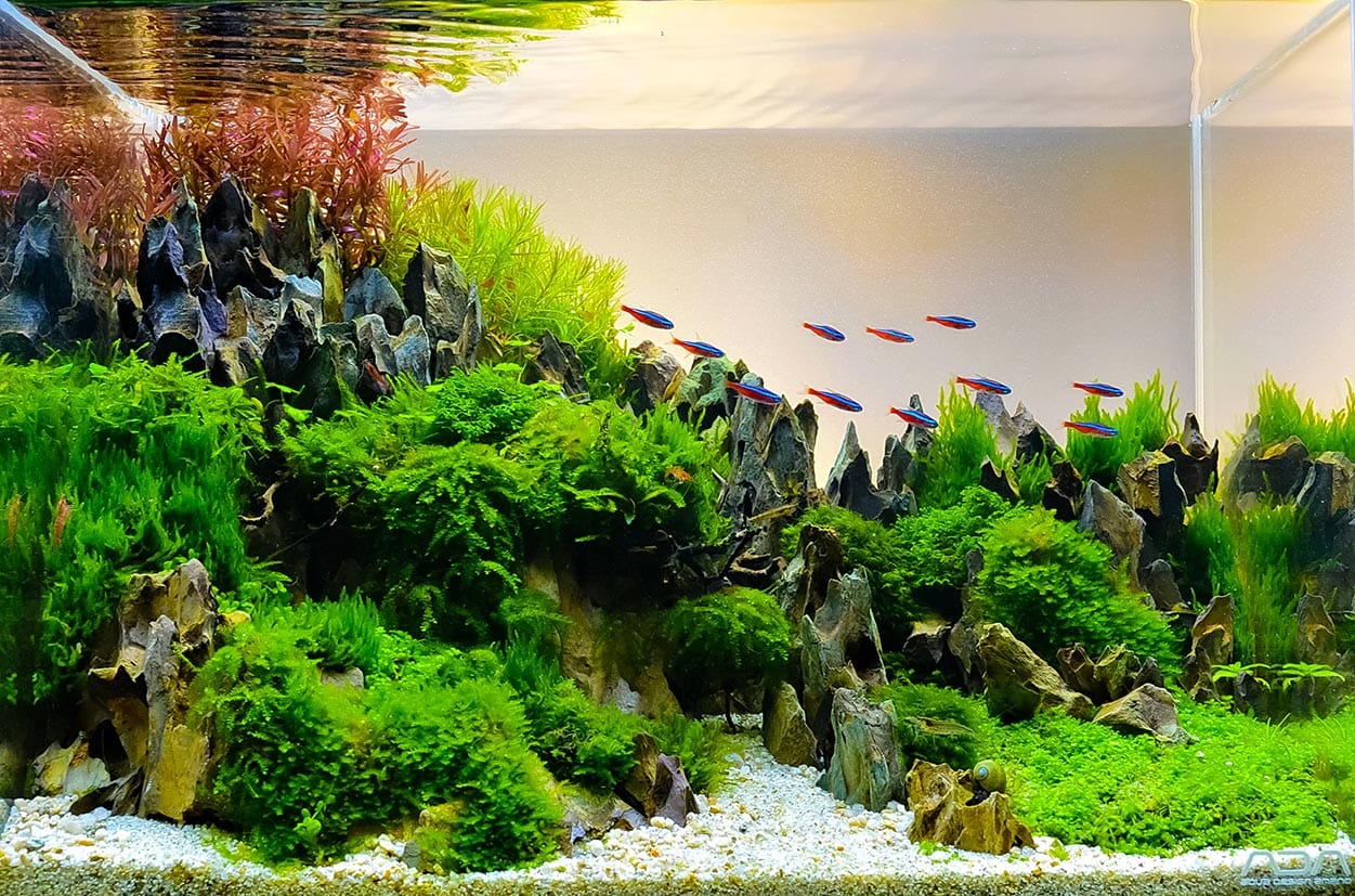 aquarium tank