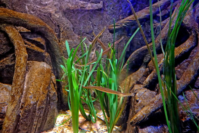 aquarium_Arite Nowak_Pixabay