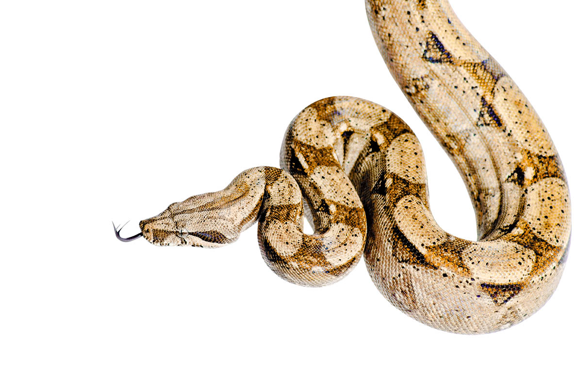 Arabesque Columbian red-tailed boa