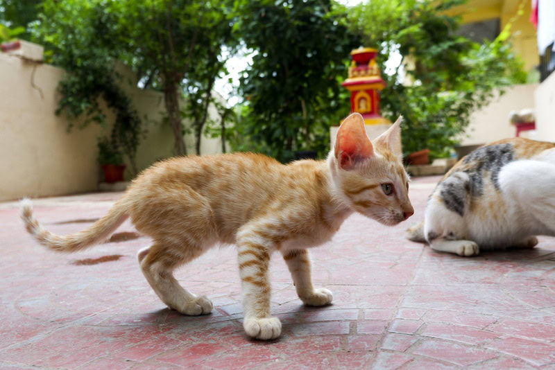 arabian mau kitten