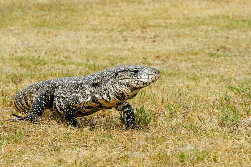 argentine black and white tegu lizard
