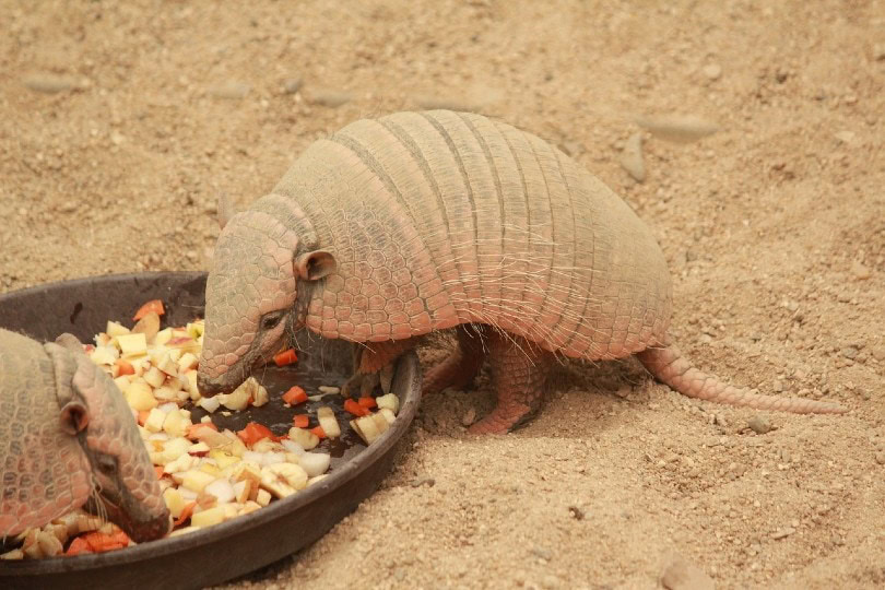 armadillo eating