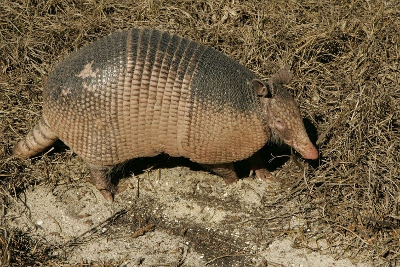 armadillo on grass