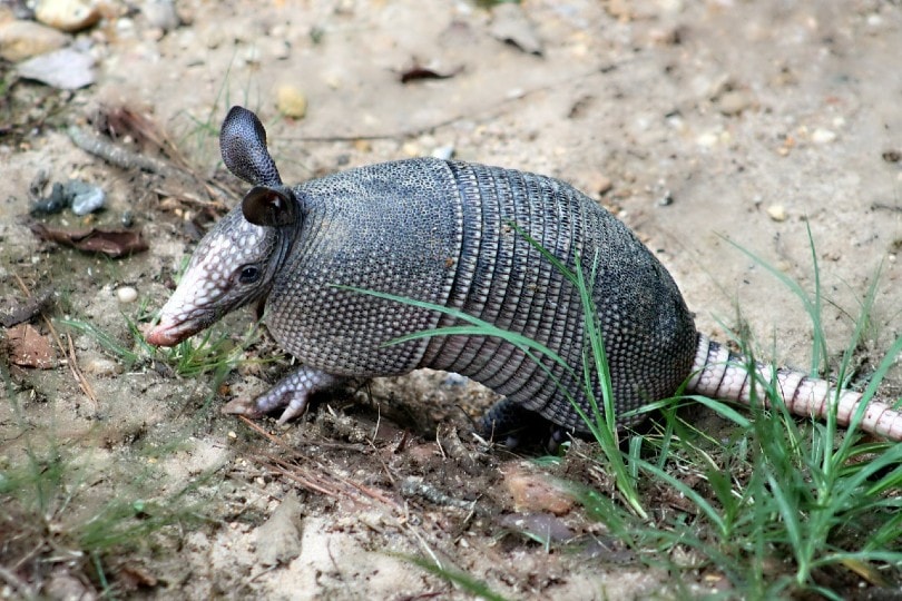 armadillo on ground