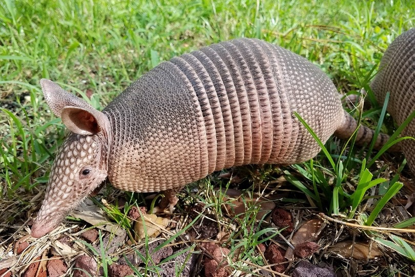 armadillo