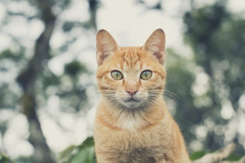 asian cat_Pexels_Pixabay