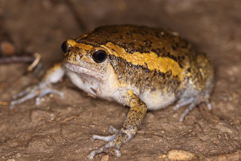 asian painted frog