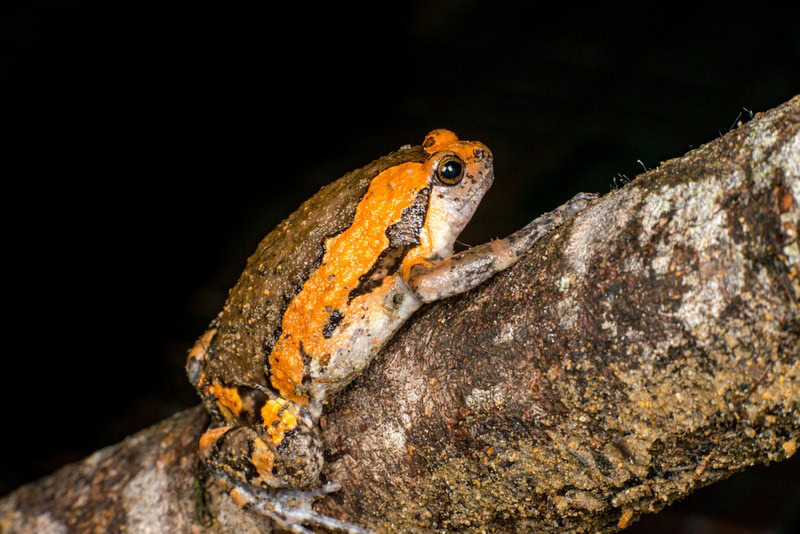 asian painted frog