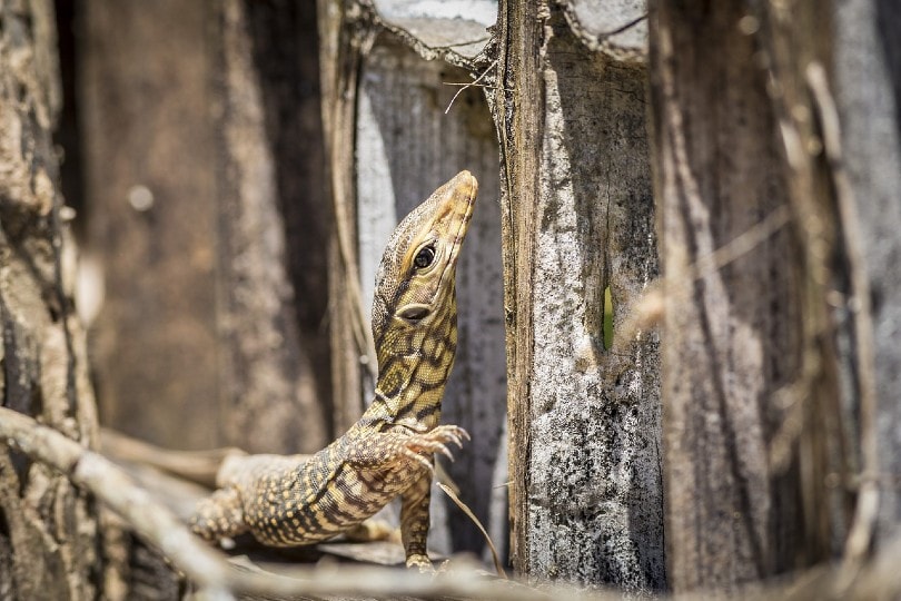 asian water monitor lizard in the wild