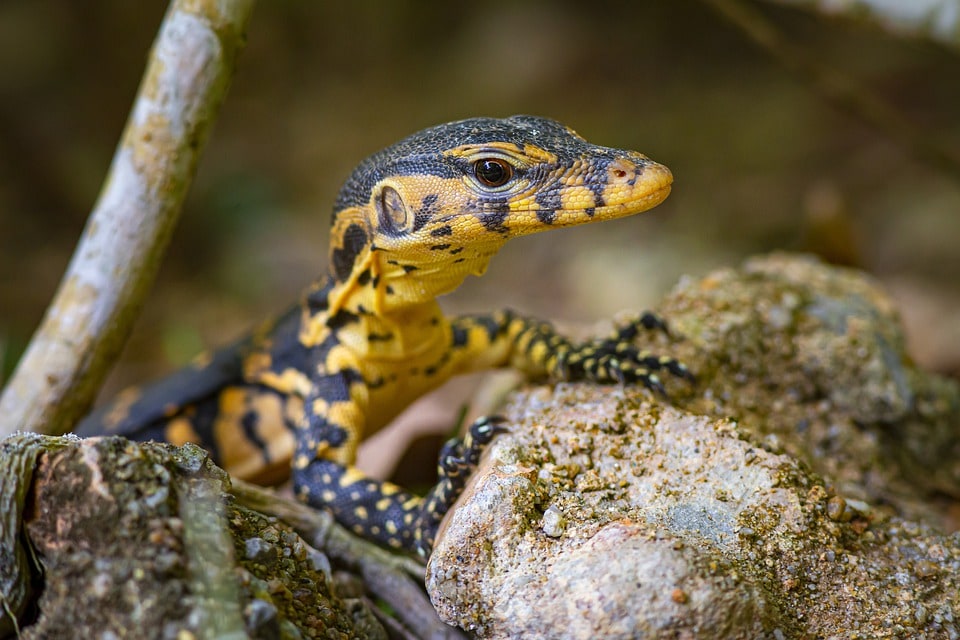 asian water monitor spotted