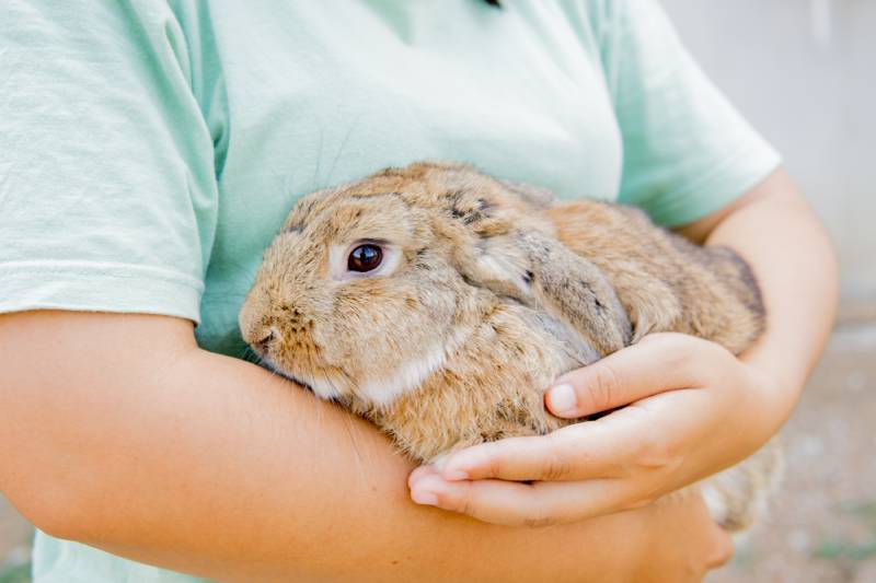 asian woman holding Holland rabbit