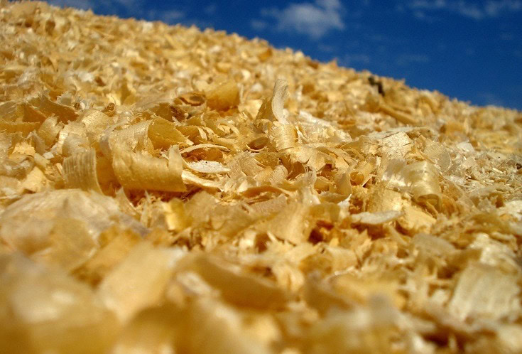 aspen shavings
