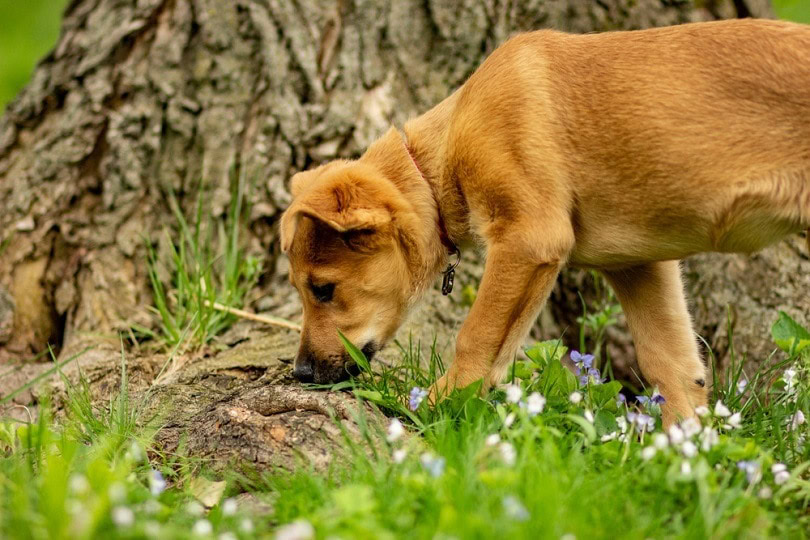 australian-cattle-dog