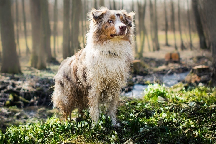 australian shepherd standing in grass