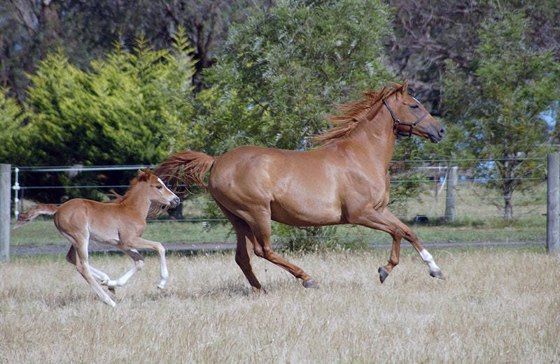 australian stock horses running in the field