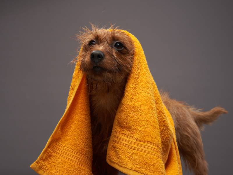australian terrier dog in a yellow towel after bath
