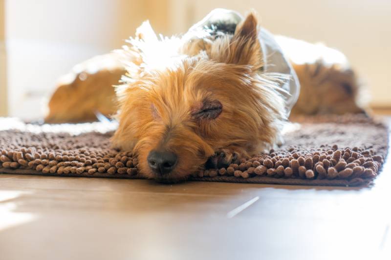 australian terrier dog lying on a brown rug sunning by the front door