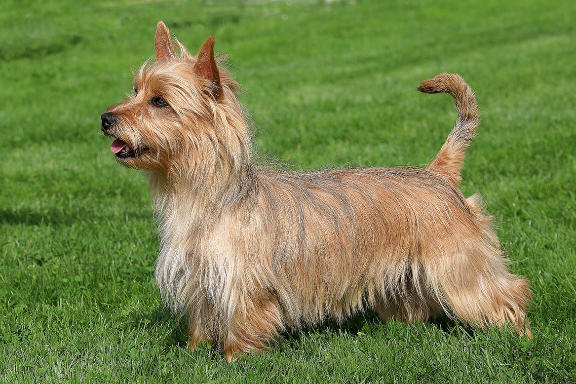 Australian Terrier