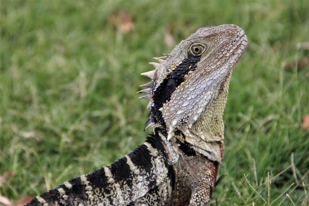 australian water dragon close up