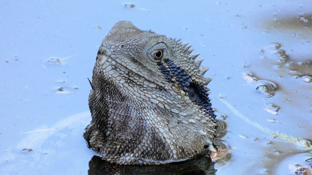 australian water dragon in the water