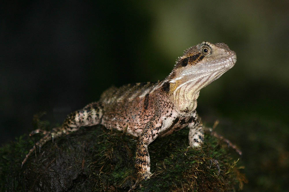 australian water dragon up close
