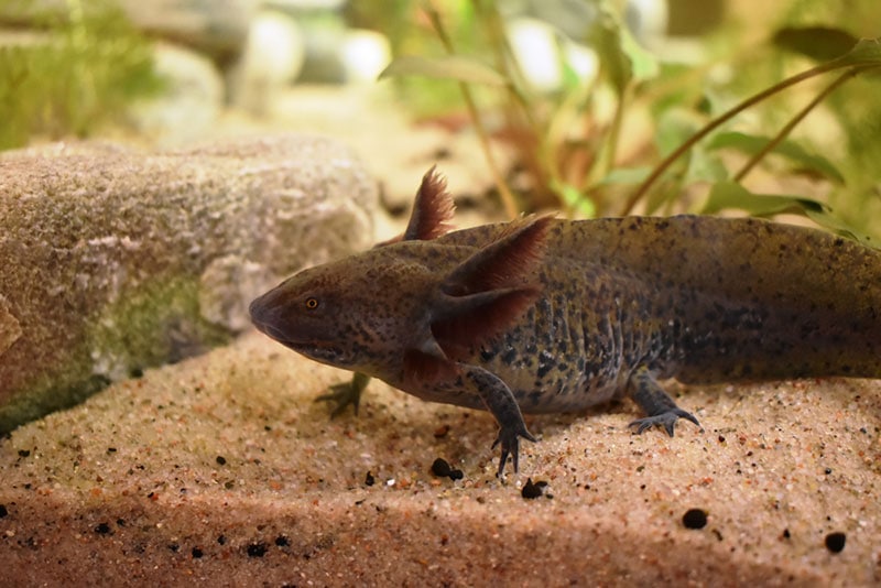 axanthic axolotl in a tank
