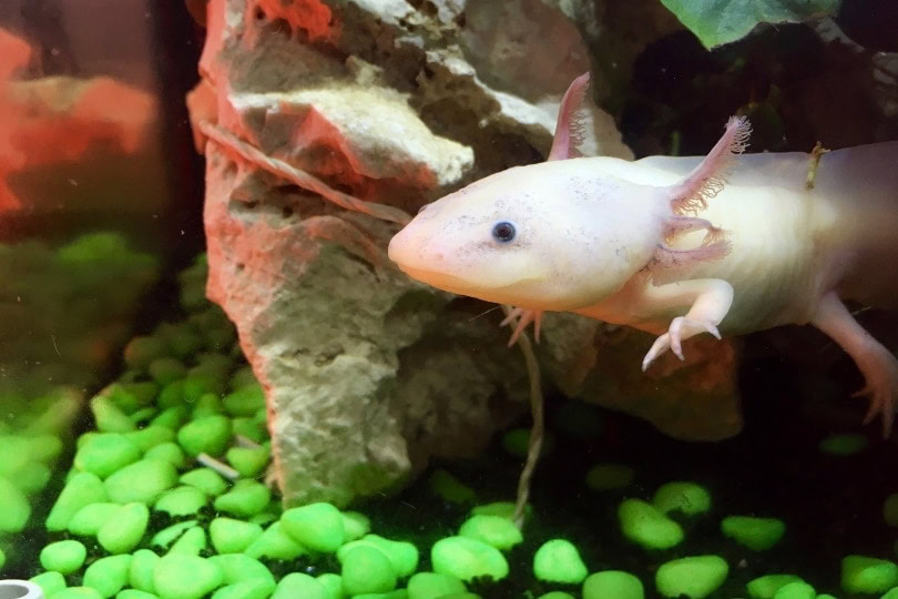 axolotl in aquarium