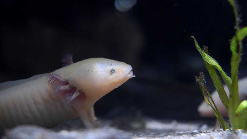 axolotl on sand