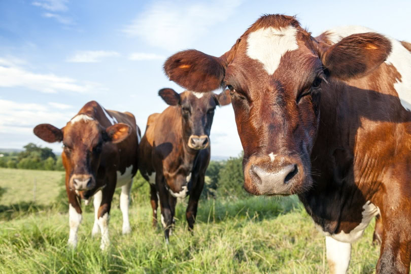 ayrshire cows