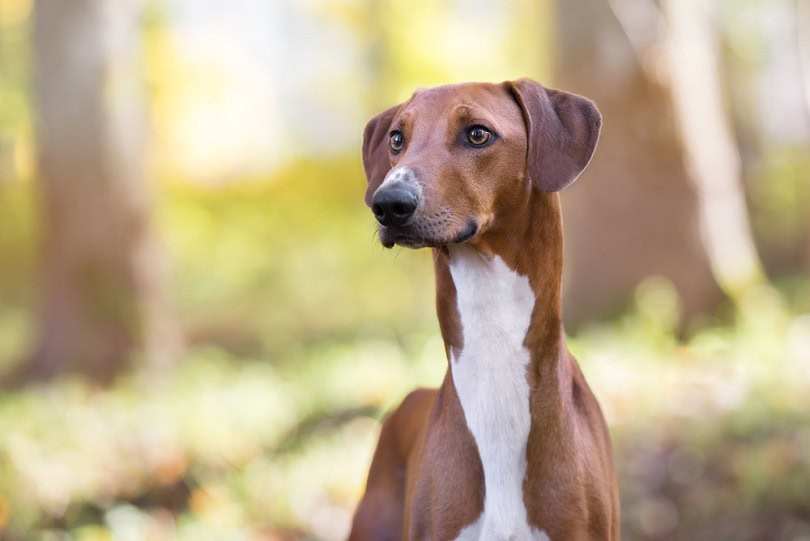 azawakh-dog_otsphoto_shutterstock