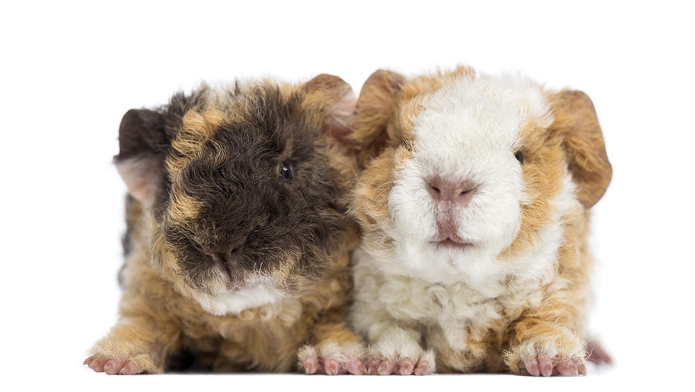 Baby Alapaca Guinea Pigs