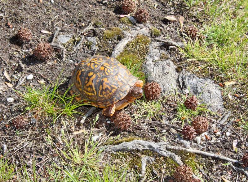 baby box turtle in the park