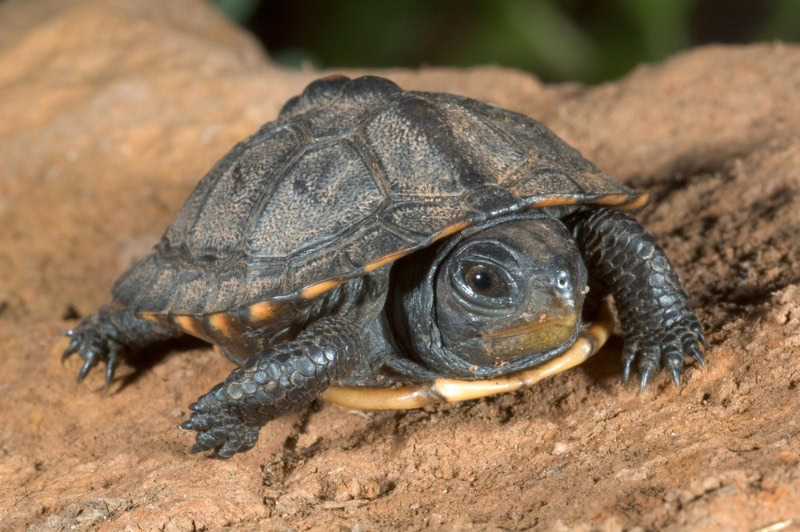 baby box turtle