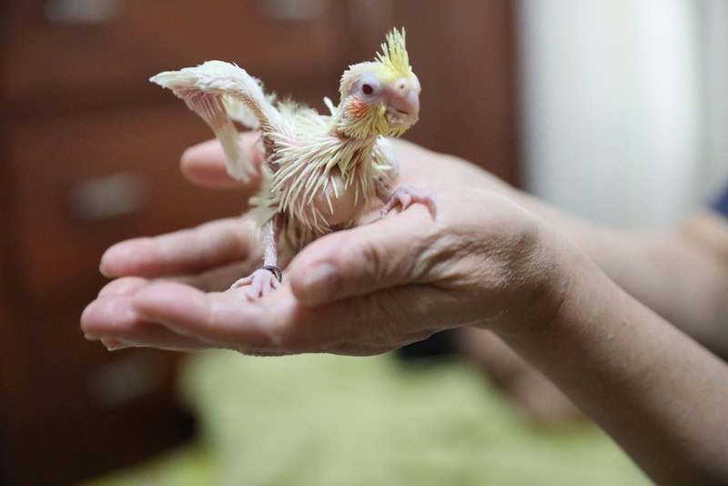 baby cockatoo in mans hand