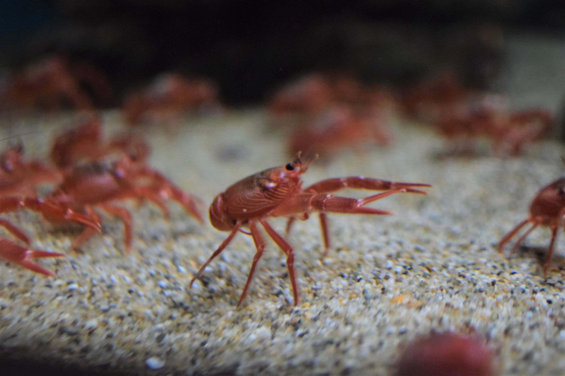 baby crayfishes