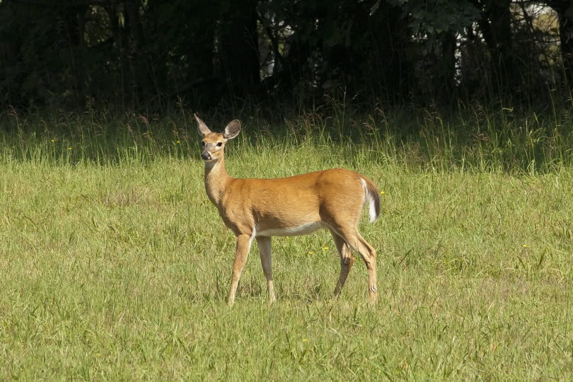 baby deer_Piqsels