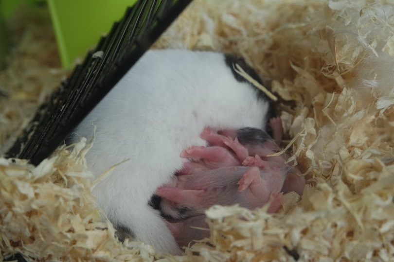 baby hamster nursing-pixabay
