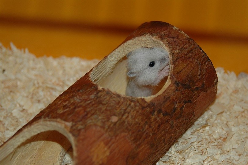 baby hamster-pixabay