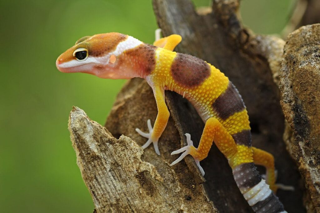 baby leopard gecko