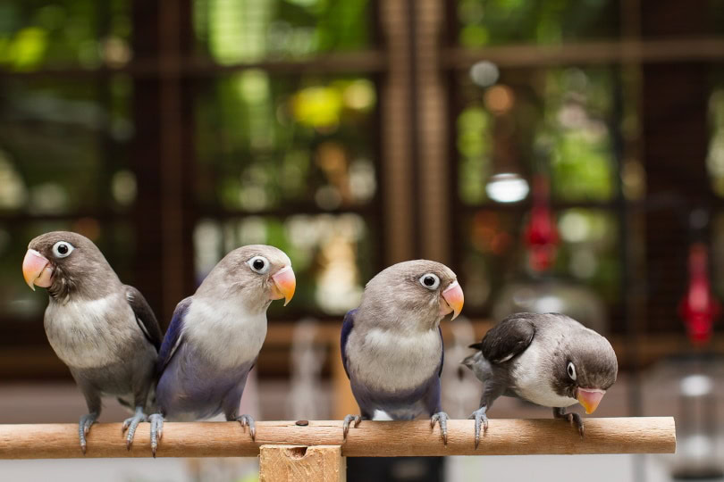 baby love birds