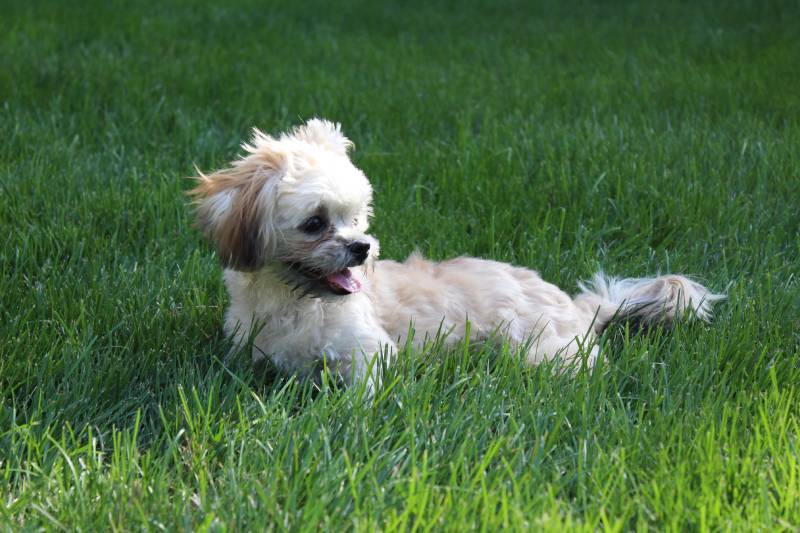 baby miki puppy