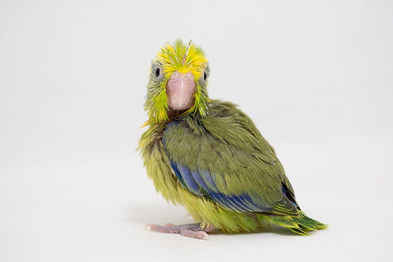 baby parrotlet bird in white background