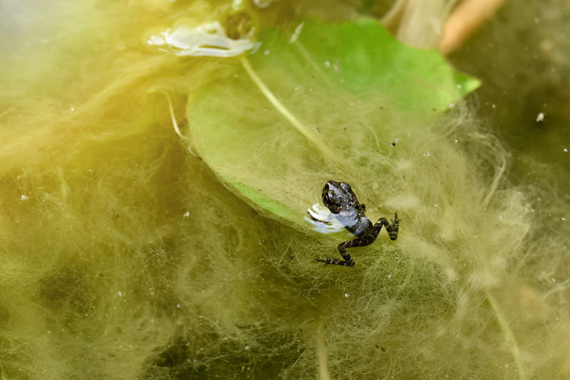 baby toad eating insects in the pond
