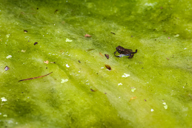 baby toads sitting on algae